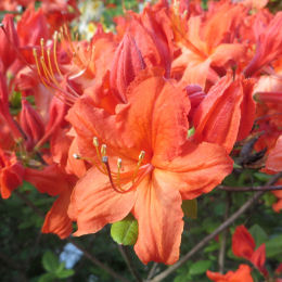 Azalea mollis 'Hotspur Red'